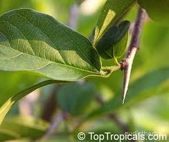 Alangium lamarckii leaf6.jpg